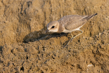Kentish Plover (Charadrius alexandrinus) foraging on a sandy beach, wild shorebird in coastal habitat