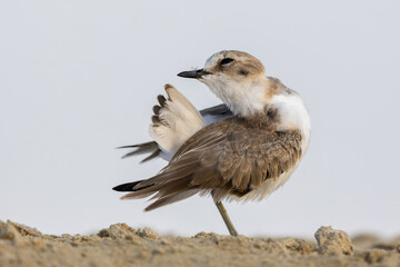 Kentish Plover (Charadrius alexandrinus) preening its feathers on a sandy beach, wild shorebird grooming in natural habitat