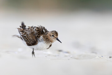 Dunlin (Calidris alpina) shaking feathers on a sandy beach, wild shorebird in natural habitat