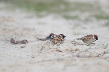 Eurasian Tree Sparrows (Passer montanus) on a sandy beach, small birds foraging and resting on sand dunes