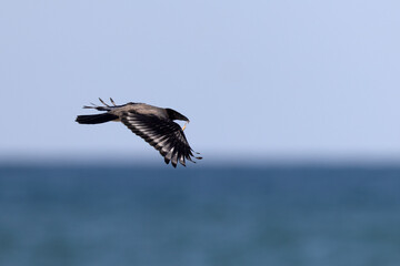 Hooded Crow (Corvus cornix) flying over the sea with food in its beak, wild scavenger bird in flight
