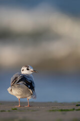 Little Gull (Hydrocoloeus minutus) in winter plumage standing on a beach, world's smallest gull in natural habitat