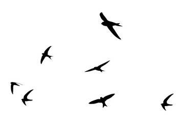 Fototapeta premium High-Altitude Swift Flock Silhouette in Dynamic Flight PNG