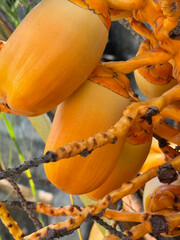 Tropical red dwarf coconuts growing in Bali, Indonesia