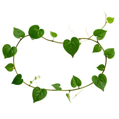 Green vine with heart-shaped leaves forming a circular frame against black background