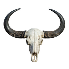 A skeletal head of a large animal, prominently displaying curved horns against black background
