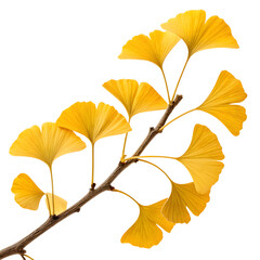 Fototapeta premium yellow autumn leaves
