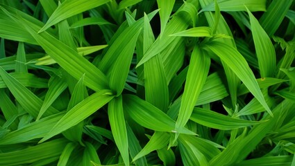 Lush green foliage with pointed leaves overlapping in a dense pattern plant nature