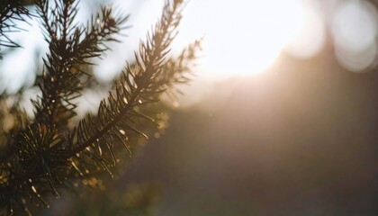 Sunlit Pine Branch - A Glimpse of Natures Beauty in Soft Focus.