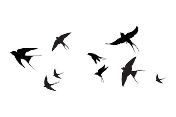 Dynamic Flock of Swallow Birds in Flight Silhouette Against White Sky
