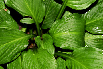 Wet green leaves. Natural background of fresh green leaves. Drops of morning dew or after rain on the leaves. The beauty of nature, close-up. greenery, foliage, macro photo. for background