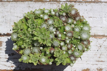 rojnik mix Sempervivum ANDRE SMITS_Rojnik Andre Smits
