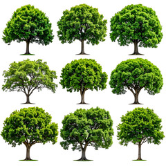 Nine lush, green deciduous trees isolated on a black background, various perspectives