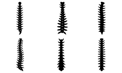 Five Different Spine Silhouettes on White Background vertebrae medical