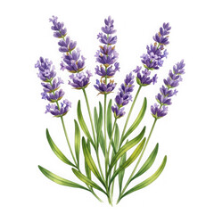 Fototapeta premium Illustration of lavender flowers