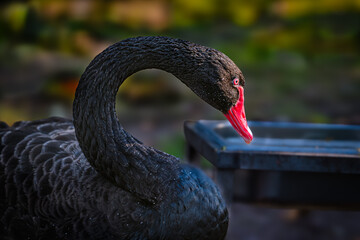 black swan on the lake © Paul