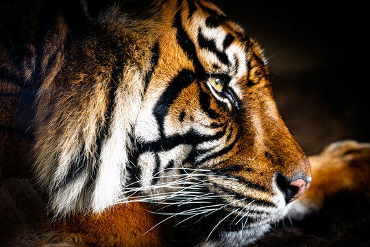 Tiger in zoo