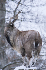 Capra falconeri in the snow