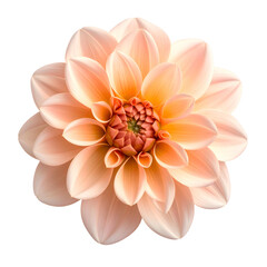 Isolated overhead shot of a peach-colored dahlia flower with a dark center against black