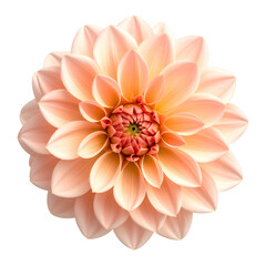 Close-up of a vibrant dahlia with peach-colored petals on a black background