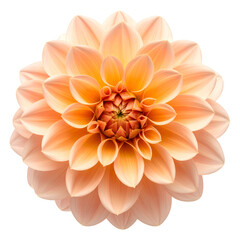 A stunning peach dahlia bloom with layered petals against a stark black background