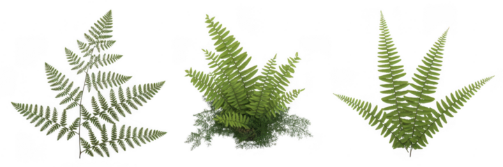 Three green fern leaves plants isolated on a transparent background