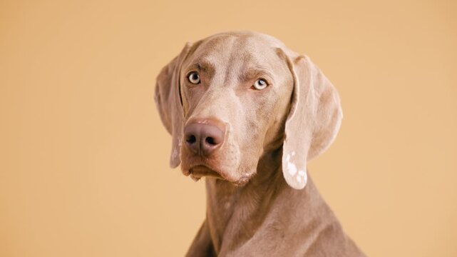 Adorable weimaraner dog sitting in a studio with a plain background. The purebred puppy looks around with curiosity and focus