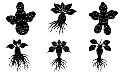 Six Black Ginger Root Silhouettes with Leaves and Roots on White Background root vegetable plant silhouette