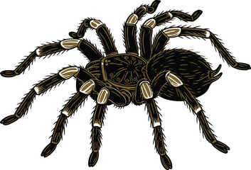 Detailed Illustration of a Hairy Tarantula Spider on White Background