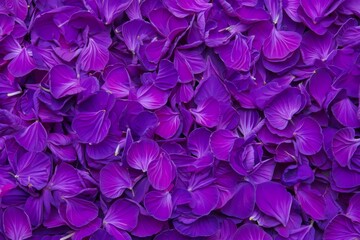 Vibrant Purple Flower Petals Texture Background