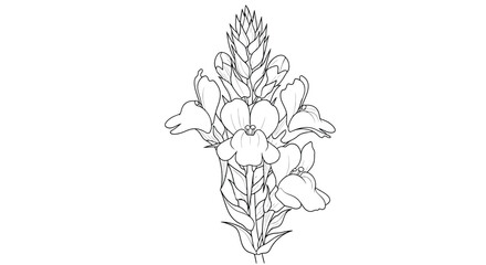 Elegant Hand Drawn Botanical Line Art Snapdragon Flower Illustration