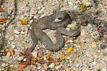 Milos viper // Milosotter, Kykladenotter (Macrovipera schweizeri / Macrovipera lebetinus schweizeri) - Milos island, Cyclades, Greece