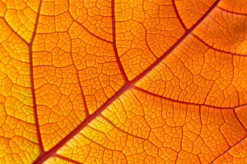 Obraz premium Vibrant Autumn Leaf Vein Macro Detail