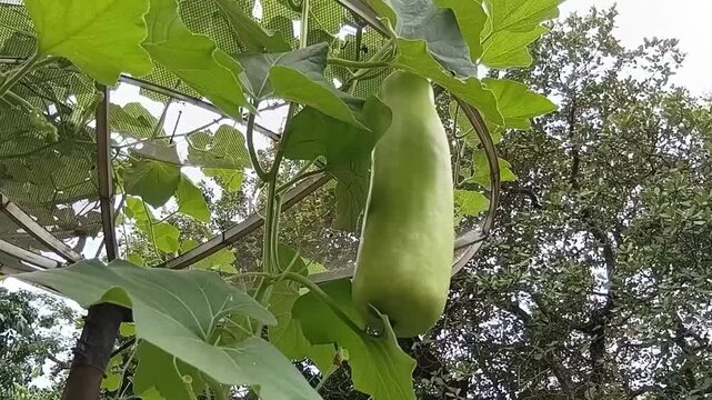 Fresh green Bottle Gourd (Lagenaria siceraria) hanging from a garden trellis. This footage highlights the smooth texture and elongated shape of the growing calabash vegetable amidst lush green leaves.
