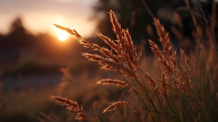 Golden hour light illuminates wild grass stalks during a serene sunset in nature