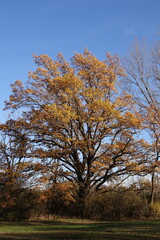 Fototapeta premium Waldrand im Herbst