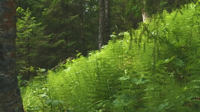 Footage capturing the vibrant, lush green undergrowth of a dense forest in the Southern Urals region of Russia, featuring abundant ferns and horsetail plants in the summer light.
