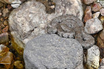 lurking Milos viper // lauernde Milosotter (Macrovipera schweizeri / Macrovipera lebetinus schweizeri) - Milos island, Cyclades, Greece