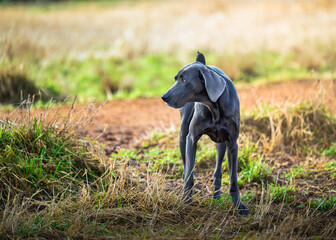 2025-12-28 A ADULT WEIMARANER STANDING IN A GRASS FIELD WITH A YELLOW BLURRED BACKGROUND AT HTE OFF LEASH DOG AREA AT MARYMOOR PARK IN REDMOND WASHINGTON