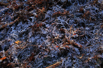 Frost covered Fern Leaves