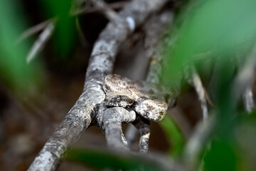 lurking Milos viper // lauernde Milosotter (Macrovipera schweizeri / Macrovipera lebetinus schweizeri) - Milos island, Cyclades, Greece