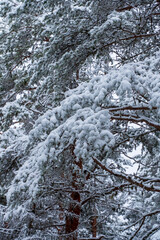Snow covered pine tree branches in a quiet winter forest, heavy layer of fresh white snow on needles and twigs, cold frosty weather, natural woodland scenery with soft light and muted colors.