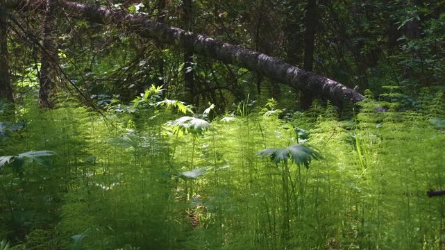 Bright sunlight illuminates the vibrant green undergrowth of a forest in the Southern Urals region of Russia. The scene features dense patches of wood horsetail (Equisetum telmateia) and large-leafed 