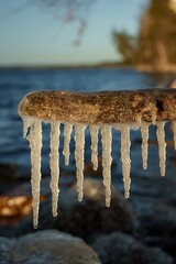 Long icicles hanging from a frozen tree branch above rocky shoreline, closeup winter nature scene with clear ice formations, soft evening sunlight and blurred blue water background.