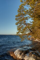 Pine tree leaning over rocky shoreline of a blue lake, illuminated by warm evening sunlight, with gentle waves and patches of ice on coastal stones under clear cloudless sky in a calm northern
