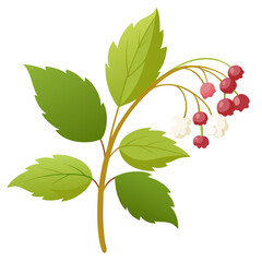 vector illustration of an baneberry alaska with leaves