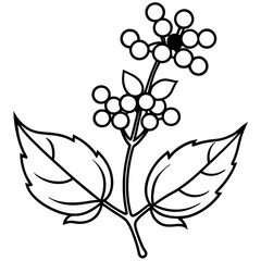 baneberry alaska line art on white