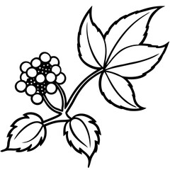 baneberry alaska line art flower