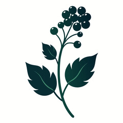  baneberry alaska silhouette vector on white
