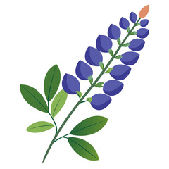 baptisia australis vector on white